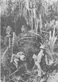 Australian troops moving 
through thick jungle including pandanus palms (Australian War Memorial)